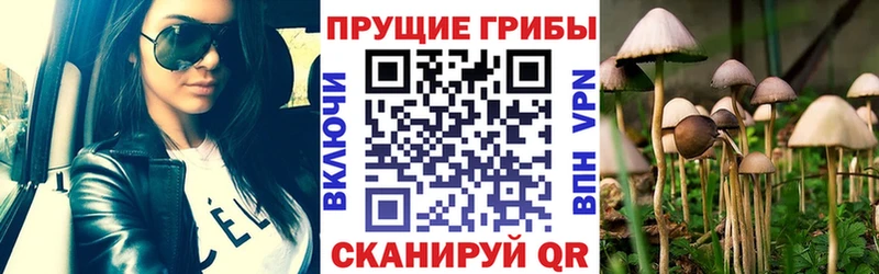 Галлюциногенные грибы Psilocybine cubensis  где продают наркотики  Мурино 